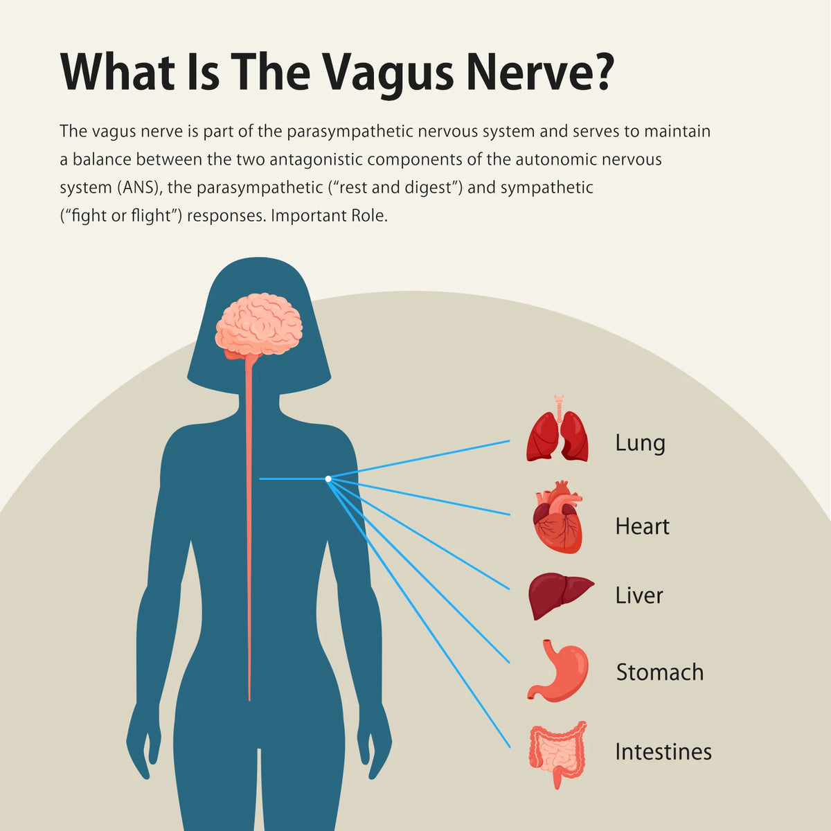 ZenoWell Vita Vagus Nerve Stimulation for Deep Sleep, Anxiety Relief HRV Optimization – Drug-Free Calm Stress Resilience